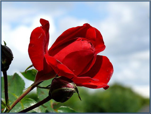 Belle de jour
