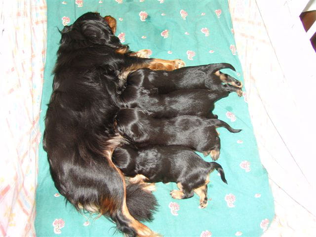 Belle famille