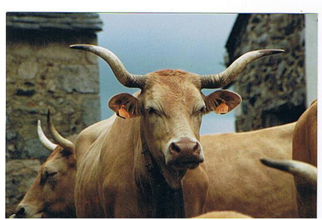 Belle vache