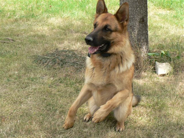 Berger allemand ...
