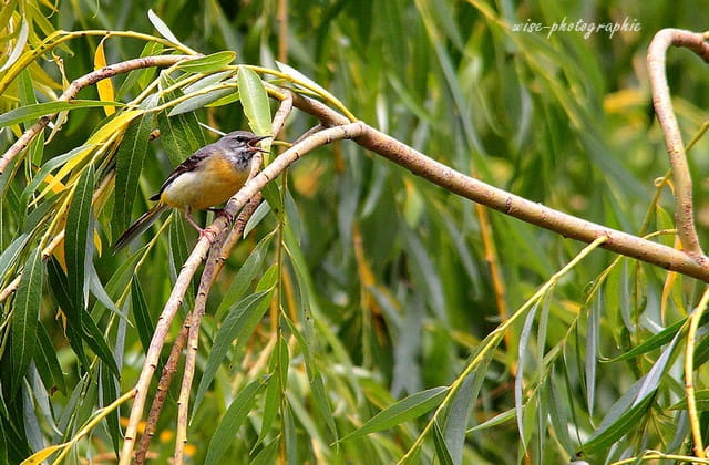 bergeronnette des ruissaux (femelle)