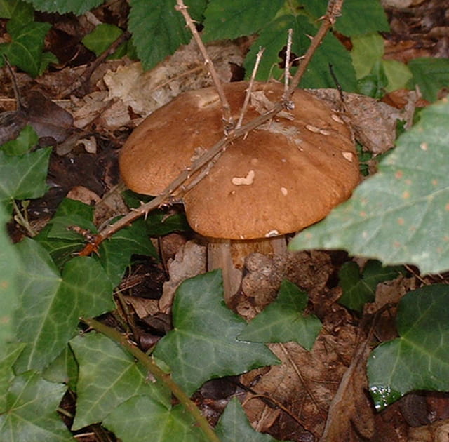 Bolet de bordeaux
