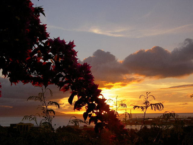 Bougainvillier soir couchant