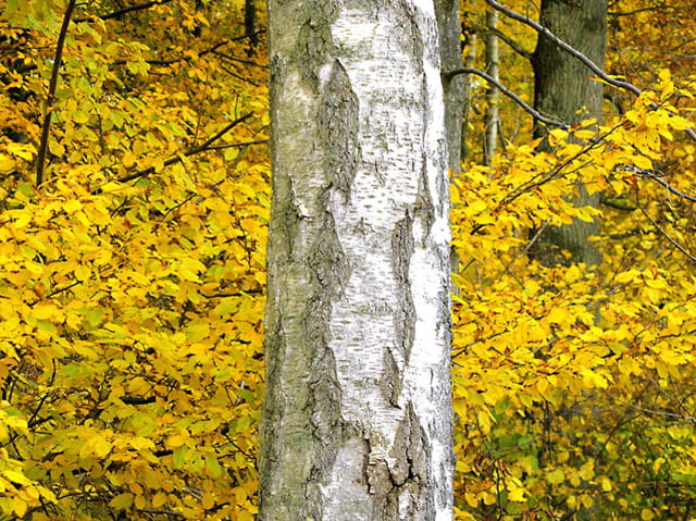Bouleau et feuille d'or