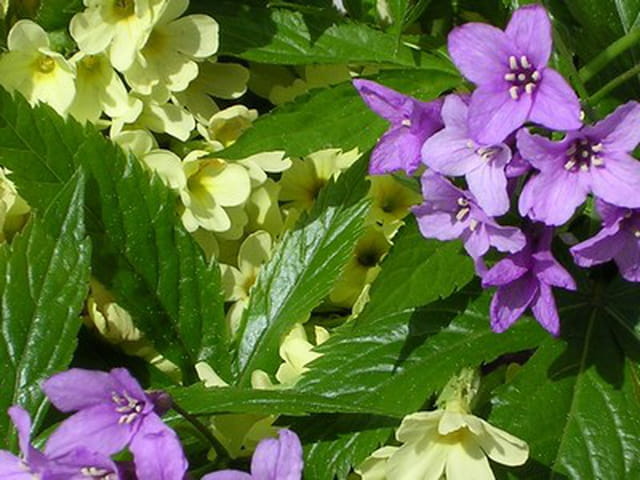 Bouquet de fleurs