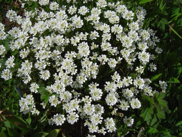 Bouquet de printemps