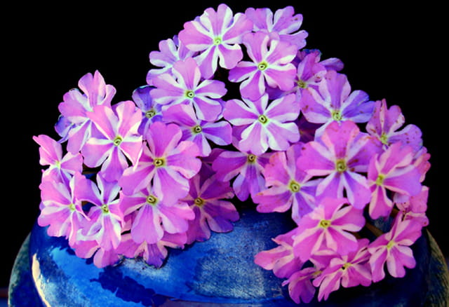 Bouquet de verveines
