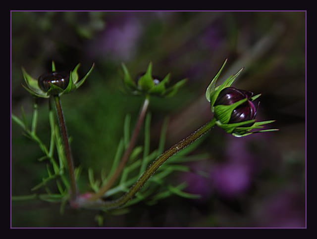 Bouton de cosmos