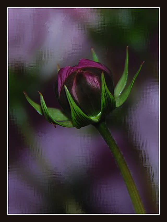 Bouton de cosmos