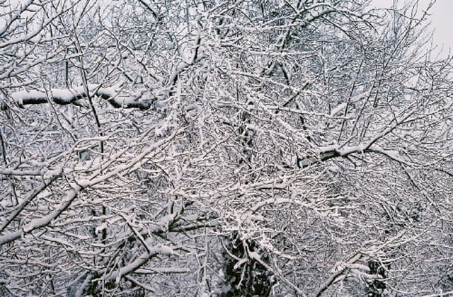 Branches de neige