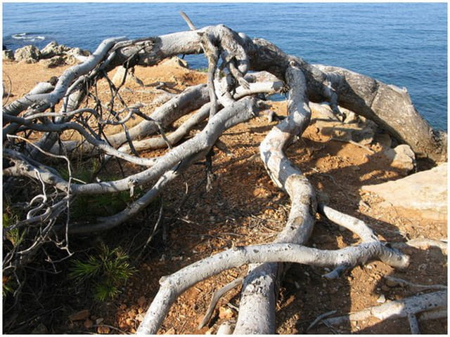 Branches de pin maritime