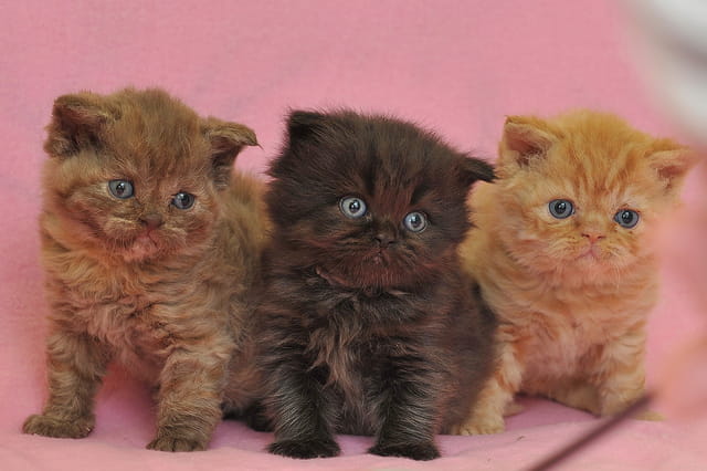 Brochette de chatons !