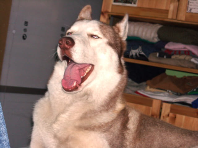 BRUCE