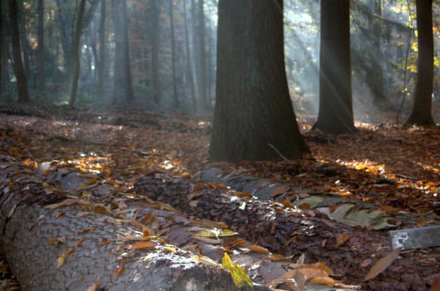 brume de novembre