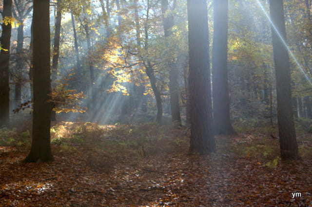 brume de novembre percée par le soleil