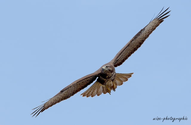 buse variable