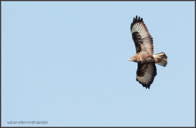 buse variable