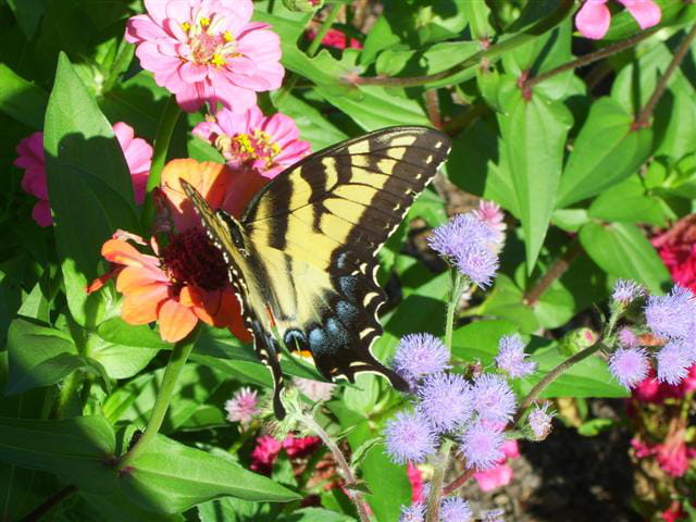 Butterfly made in USA