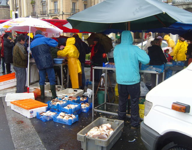 C'est la saison des coquilles St. Jacques
