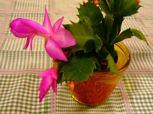 Cactus fleuri