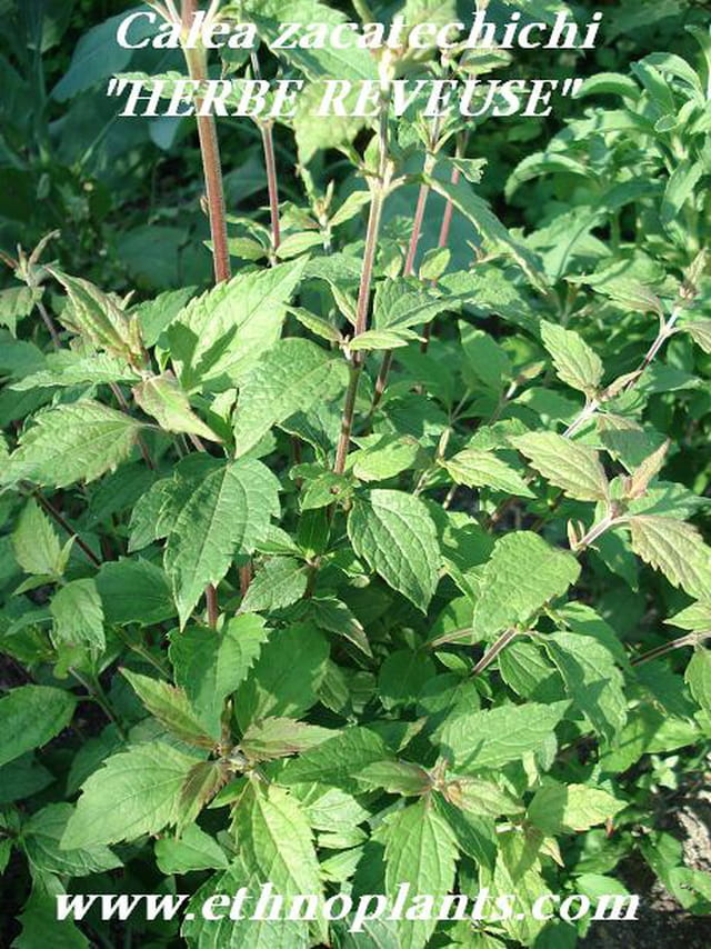 Calea zacatechichi herbe a rêves