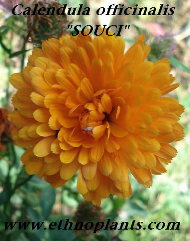 Calendula souci plante medicinale
