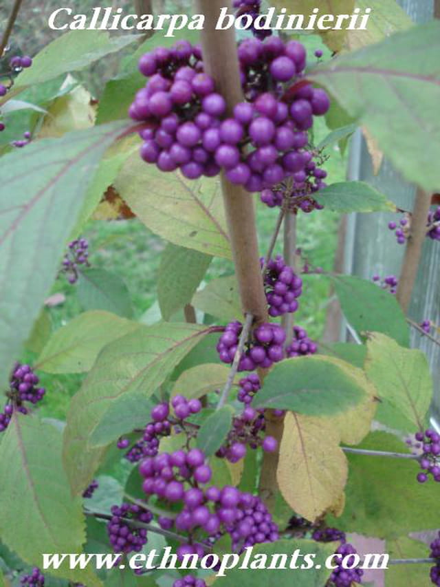 callicarpa bodinieri arbre bonbons