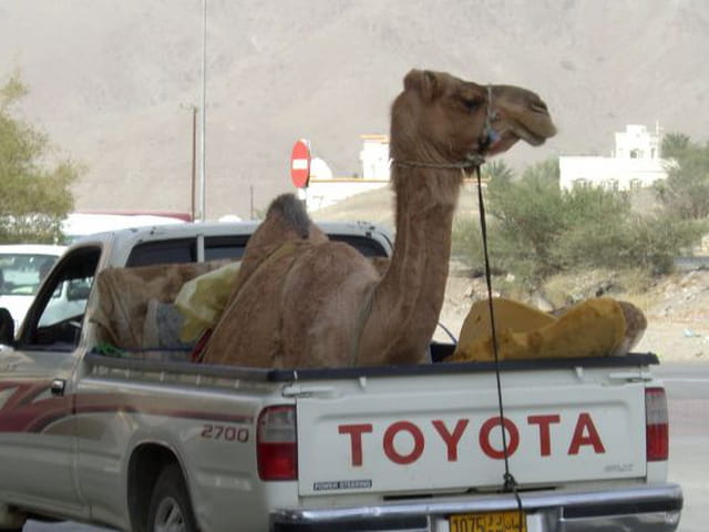 Camel express
