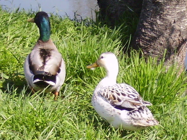 Canard aveugle