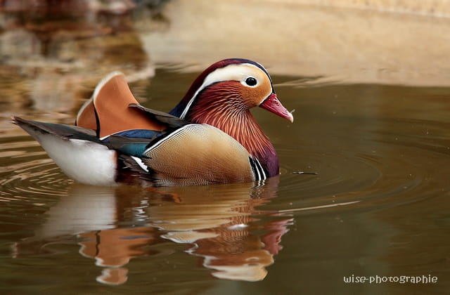 canard mandarin