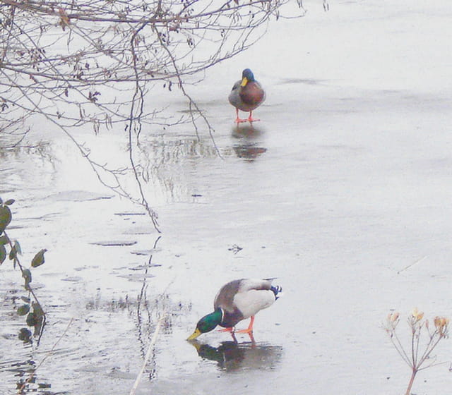 Canards