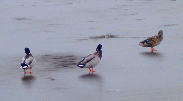 Canards sur l'étang du château de la chasse