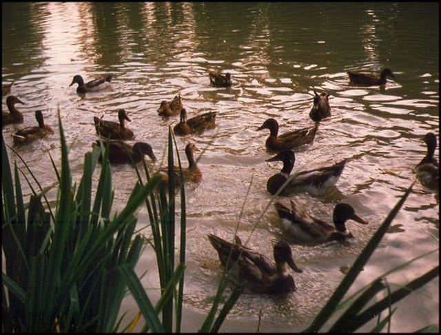 Canards et coucher de soleil