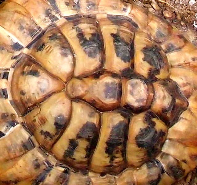 carapace