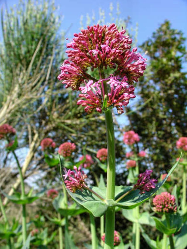 Centranthe rouge