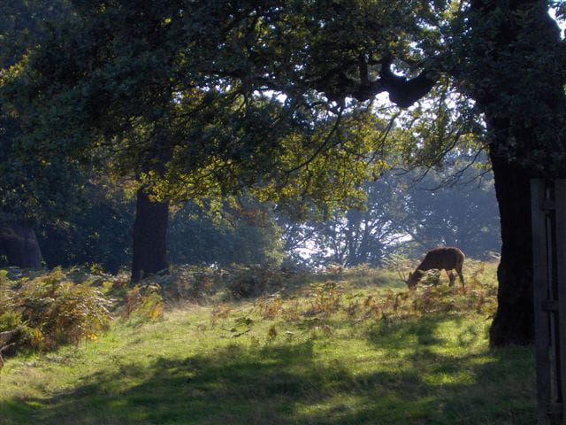 Cerf dans parc anglais