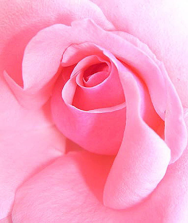 Chair de rose...