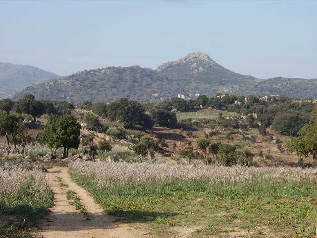Champ d\'asphodèles