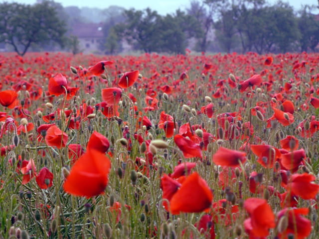 Champ de coquelicots