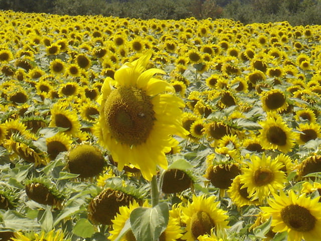 Champ de tournesols