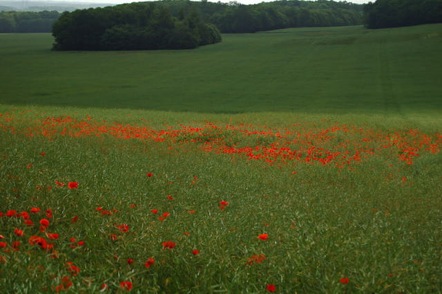 Champs de coquelicots