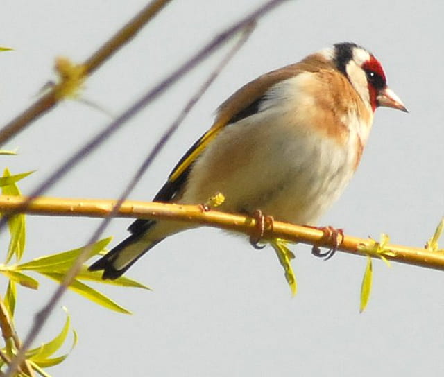 Chardonneret