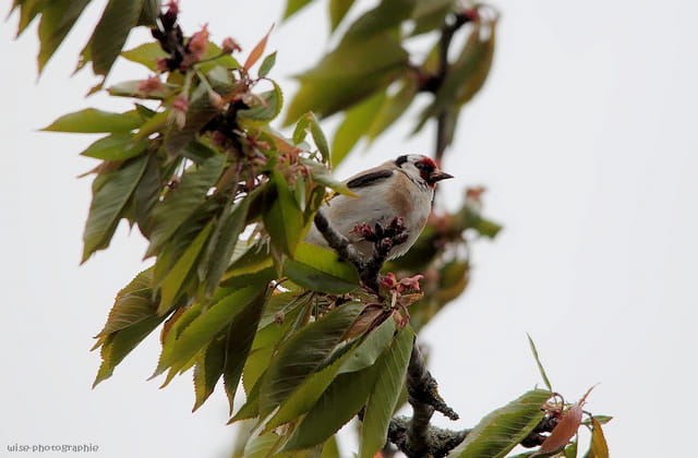 chardonneret élégant (partage)