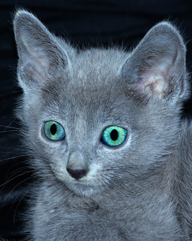 blue resumes
