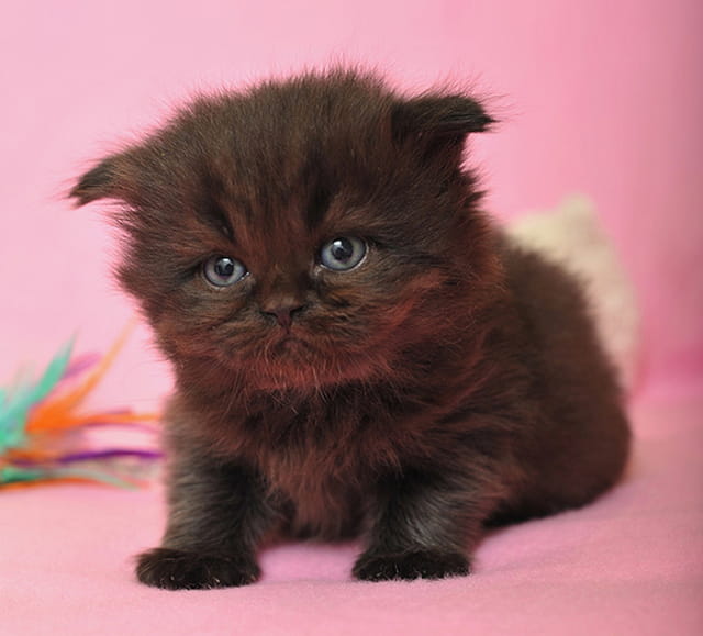 Chaton à découvrir : selkirk rex
