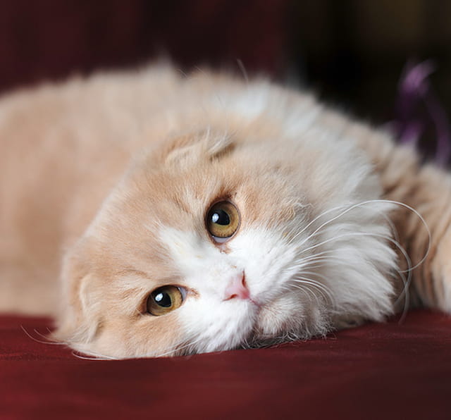 Chaton highland Fold craquant