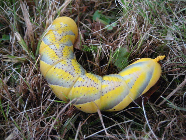 Chenille