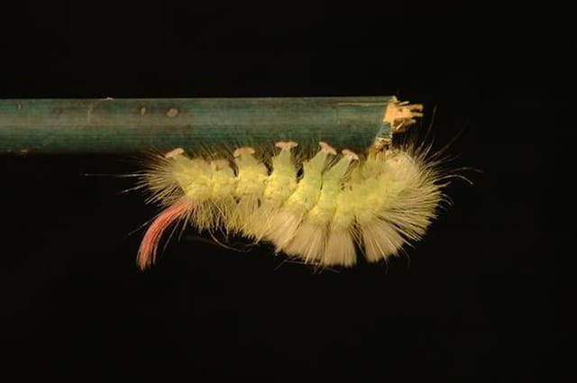 Chenille de Pudibonde