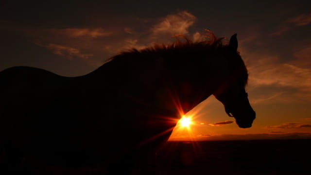 Cheval au coucher de soleil