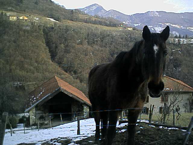 Cheval brun